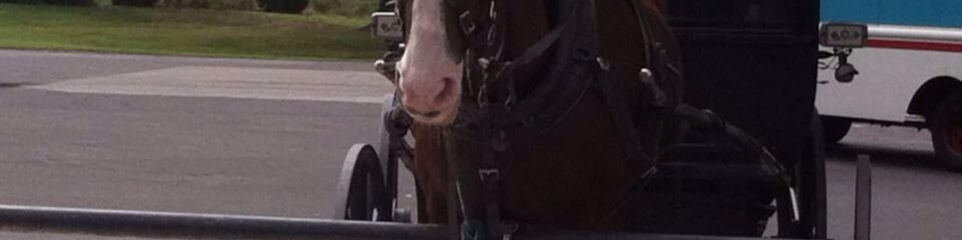 Amish horse and buggy