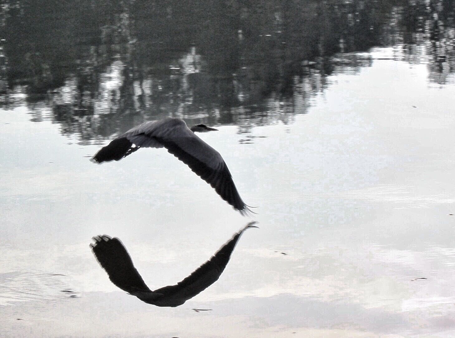 Little lake near my home . 