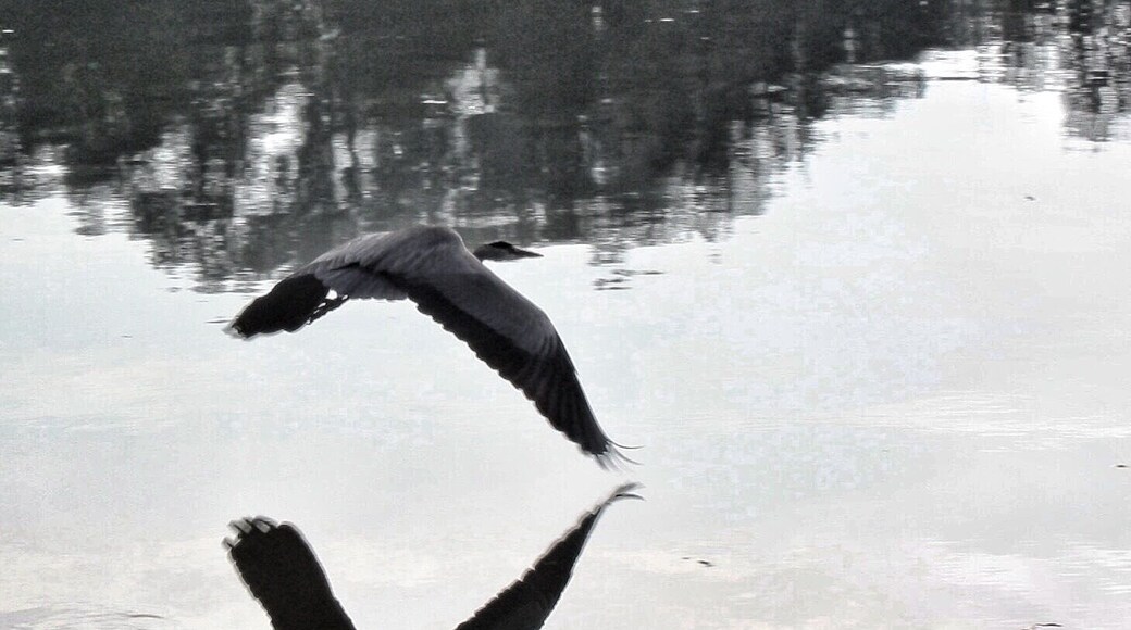 Little lake near my home .