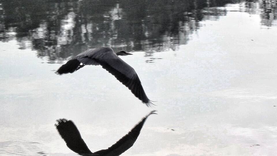 Little lake near my home .