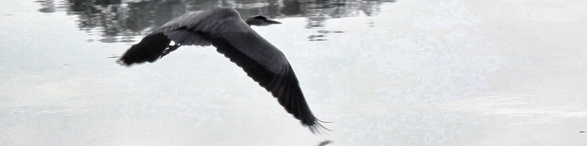 Little lake near my home .