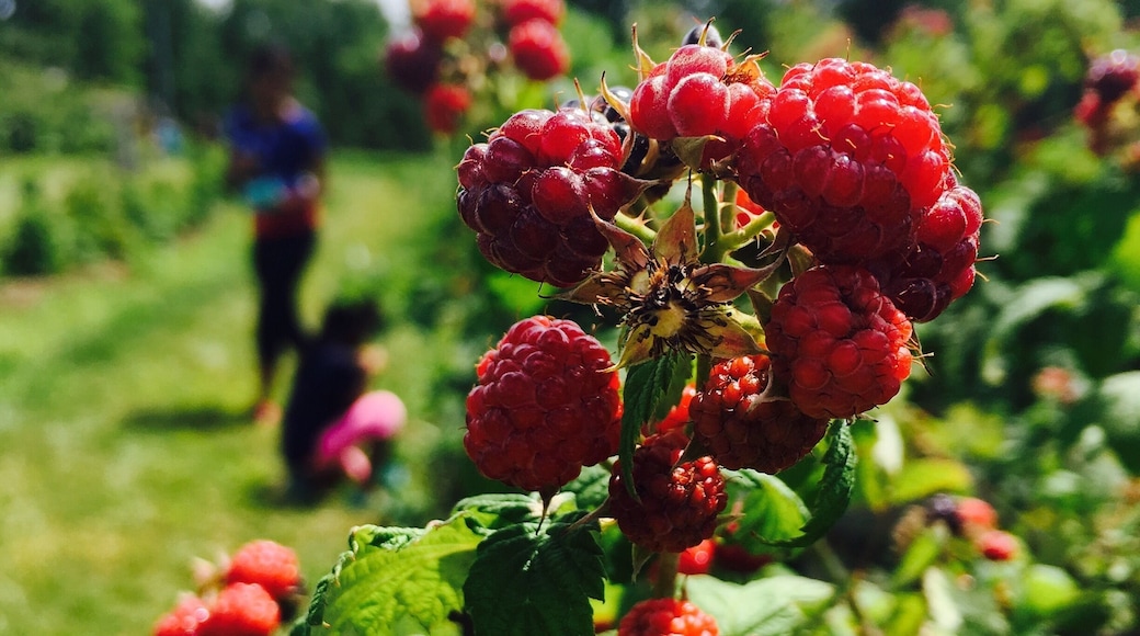 Farms is an apple orchard and diversified fruit and vegetable farm in the town of East Fishkill, New York. In addition to 40 acres of apples, they grow peaches, nectarines, black currants, cherries, and pumpkins, all of which are available in season for pick-your-own. They also have 20 acres of diverse vegetable plantings, several berry patches, three greenhouses, and pasture-raised hens. Their goal as a farm is to produce fresh, healthy and sustainably grown food for local customers. Their fruits and vegetables are grown without adding any synthetic chemicals or pesticides. They also have snap peas, kale, lettuce, eggplants, peppers, bell peppers and loads of herbs.
The raspberries were sweet and tart at the same time and the kids loved picking them. They have a $5 entry fee.