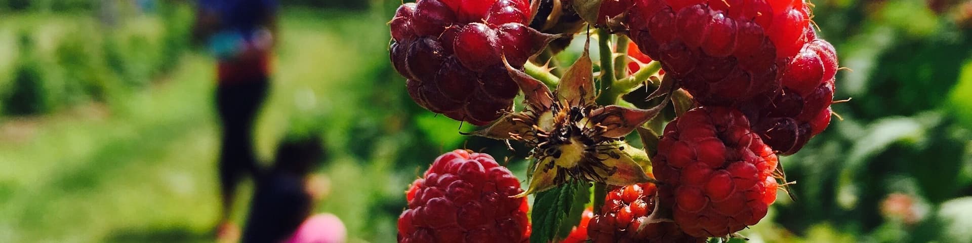 Farms is an apple orchard and diversified fruit and vegetable farm in the town of East Fishkill, New York. In addition to 40 acres of apples, they grow peaches, nectarines, black currants, cherries, and pumpkins, all of which are available in season for pick-your-own. They also have 20 acres of diverse vegetable plantings, several berry patches, three greenhouses, and pasture-raised hens. Their goal as a farm is to produce fresh, healthy and sustainably grown food for local customers. Their fruits and vegetables are grown without adding any synthetic chemicals or pesticides. They also have snap peas, kale, lettuce, eggplants, peppers, bell peppers and loads of herbs.
The raspberries were sweet and tart at the same time and the kids loved picking them. They have a $5 entry fee.