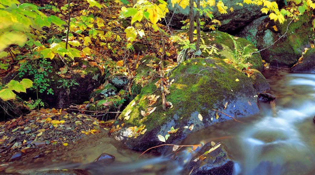 USA, New York, Catskill Mountains. A stream cascades through the forest in the Catskill Mountains in New York.