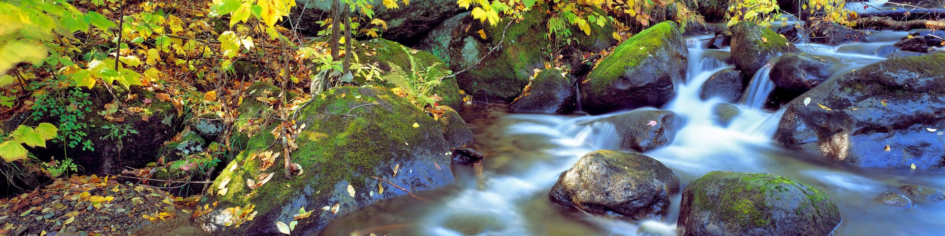 USA, New York, Catskill Mountains. A stream cascades through the forest in the Catskill Mountains in New York.