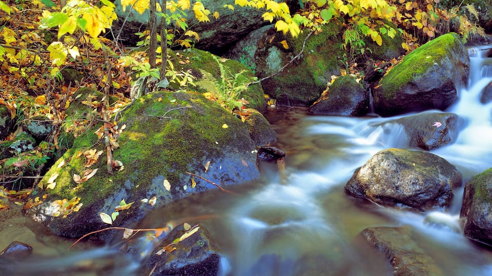 USA, New York, Catskill Mountains. A stream cascades through the forest in the Catskill Mountains in New York.