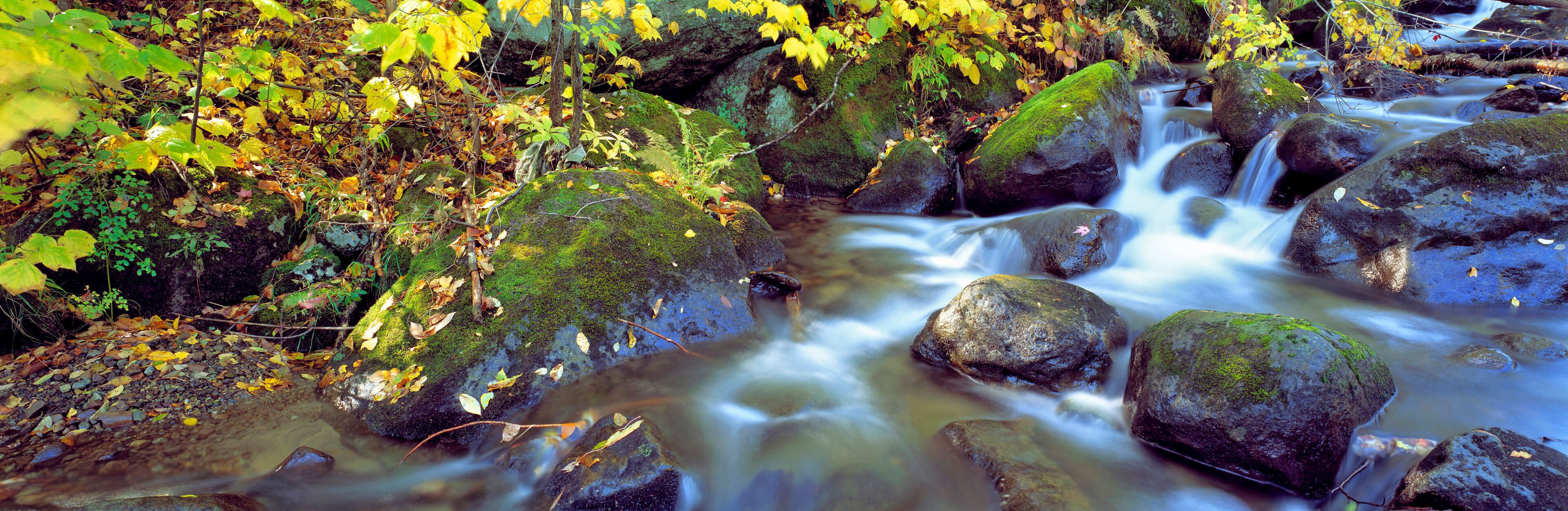 USA, New York, Catskill Mountains. A stream cascades through the forest in the Catskill Mountains in New York.
