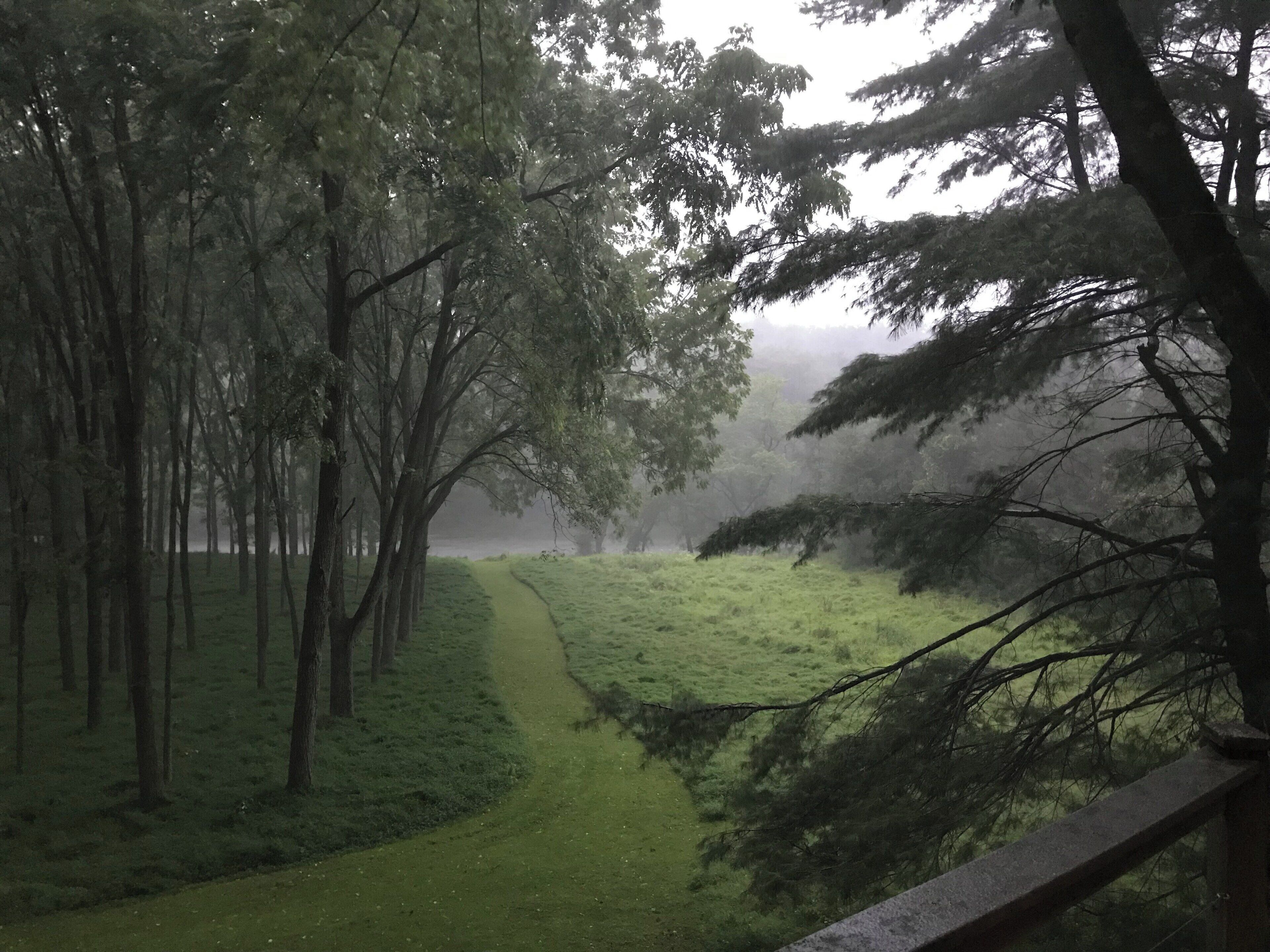 A misty forest path surrounded by tall trees.