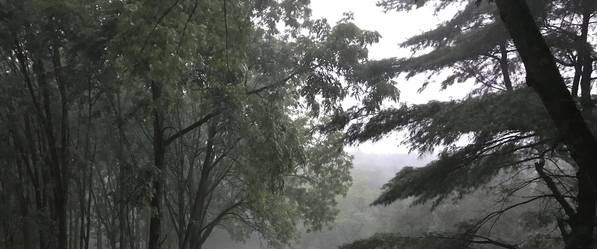 A misty forest path surrounded by tall trees.