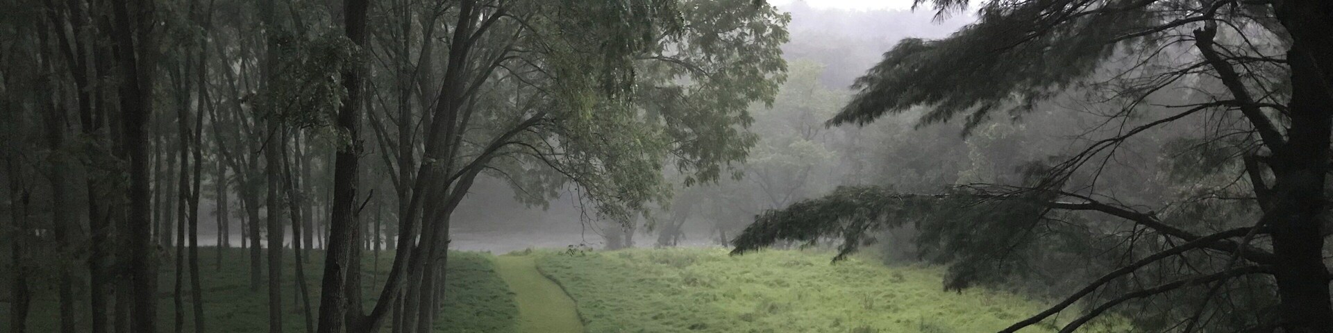 A misty forest path surrounded by tall trees.