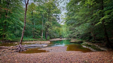 War Fork Creek located near Turkey Foot Campground in Jackson County, KY.