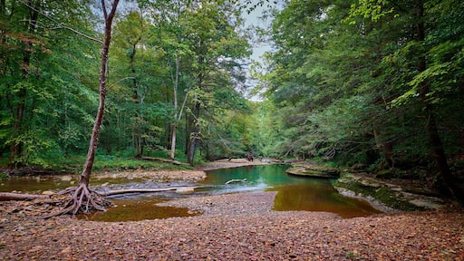 War Fork Creek located near Turkey Foot Campground in Jackson County, KY.
