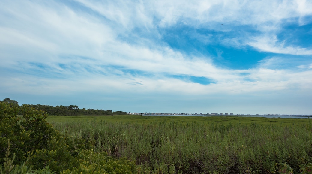 Jamaica Bay Views
