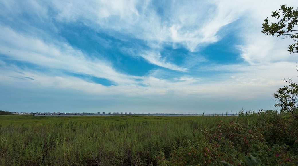 Jamaica Bay Views