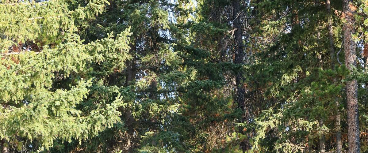 Johnston canyon entrance