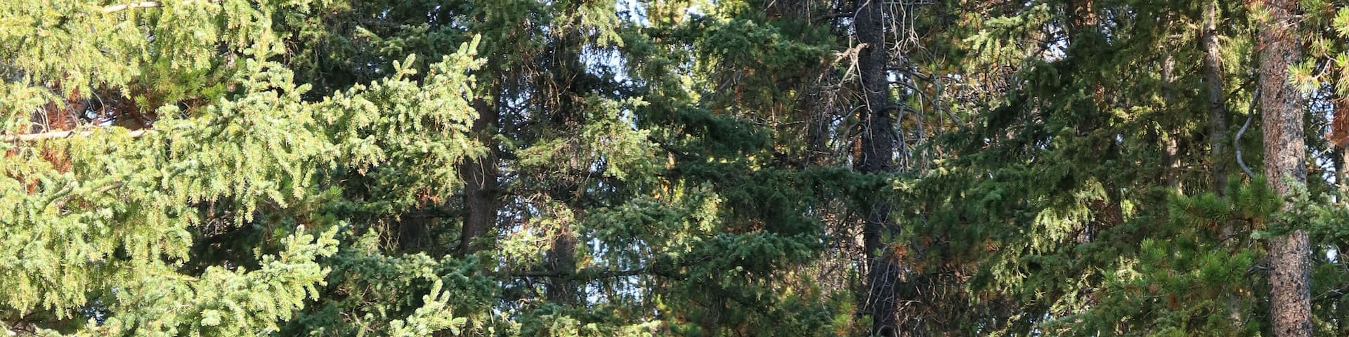 Johnston canyon entrance