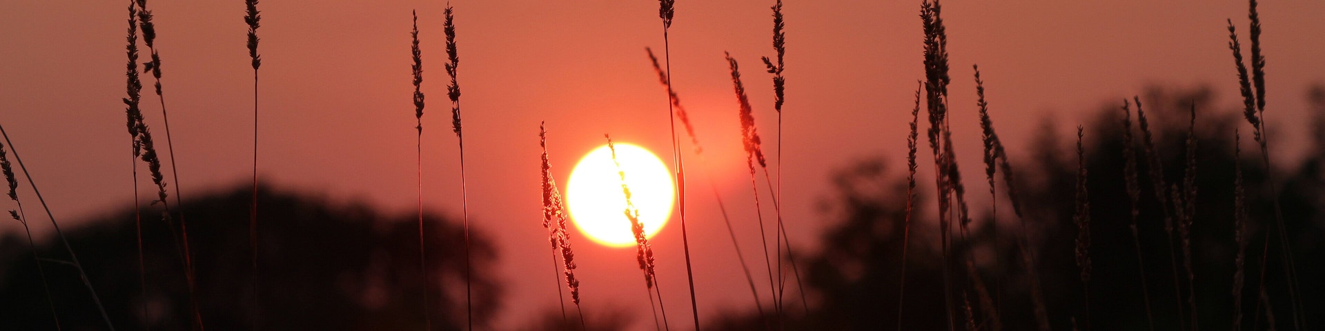 Sunset behind the grass. This was during the massive wildfires out west in the summer of 2018. Canon Rebel T6 and 70-300mm lens.