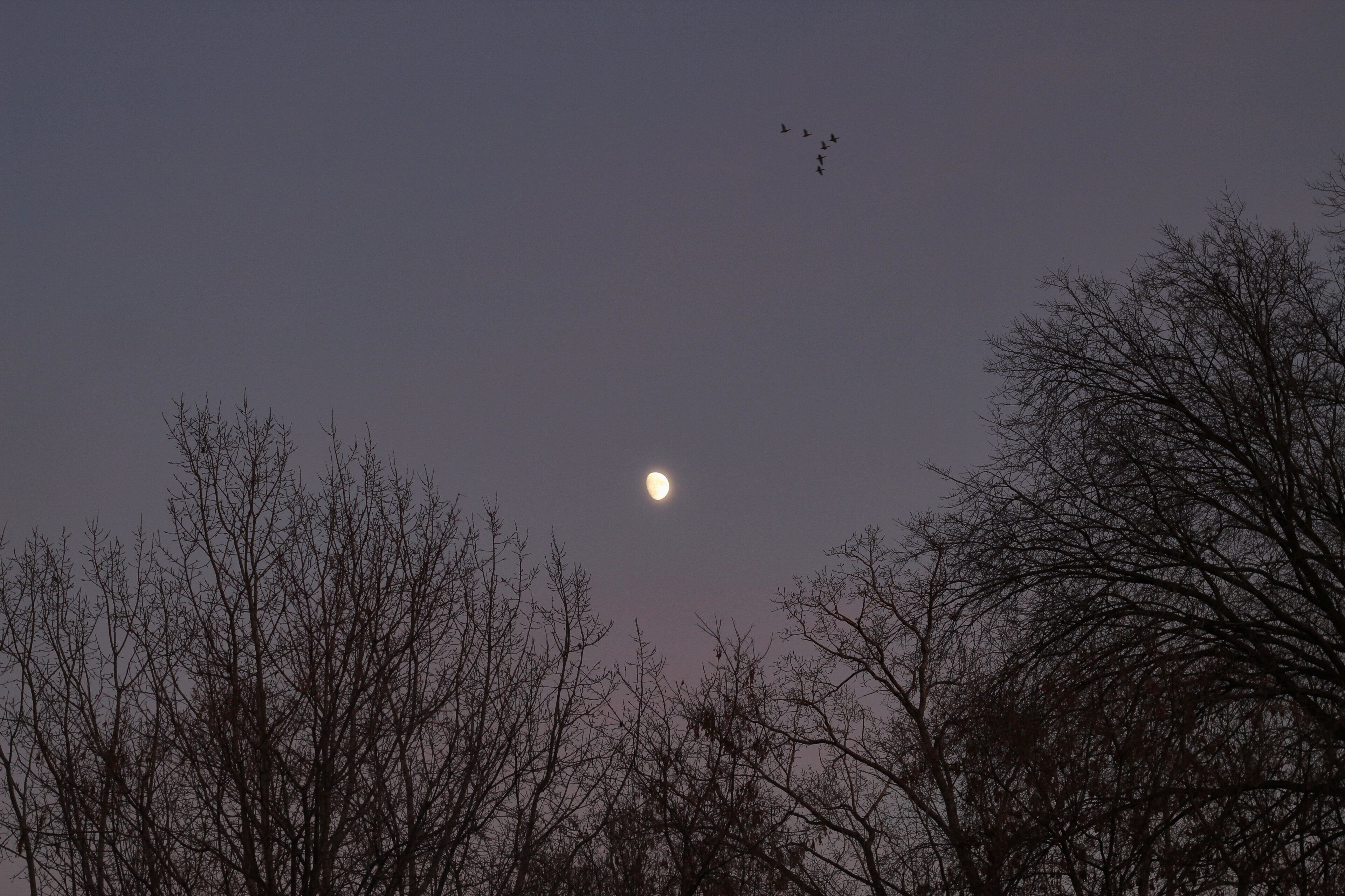 Was taking a photo of the sunset when I turned around and saw geese migrating past the moon. 