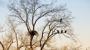 Bald Eagles at 1000 Island Environmental Center, Kaukauna, Wisconsin
