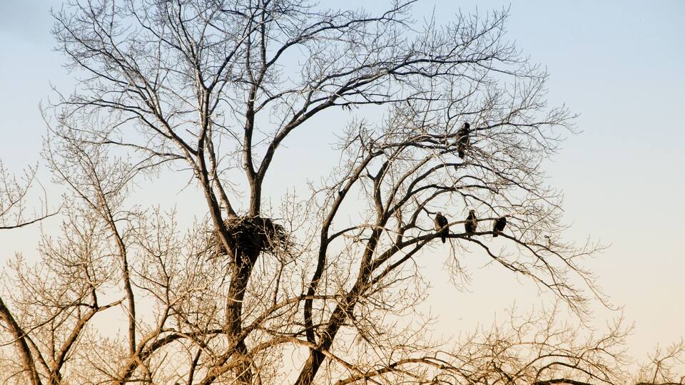 A tree with a nest and several birds perched on its branches.