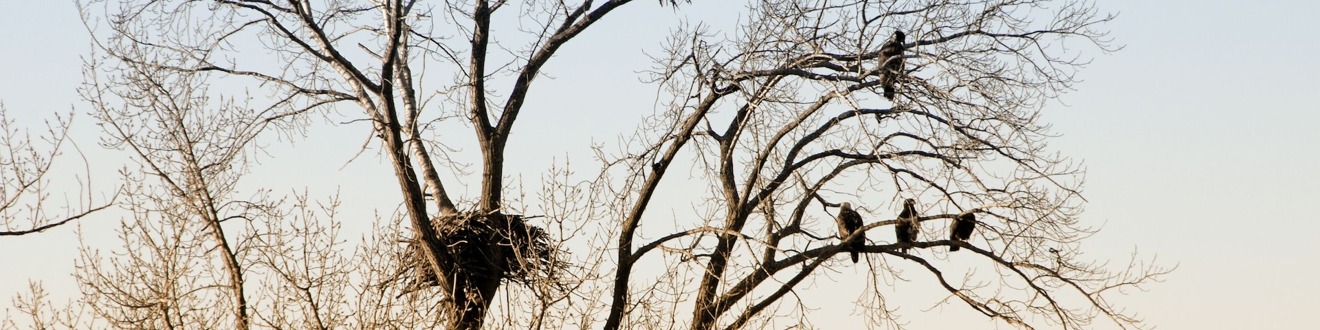 Bald Eagles at 1000 Island Environmental Center, Kaukauna, Wisconsin