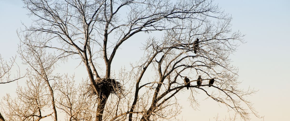 A tree with a nest and several birds perched on its branches.