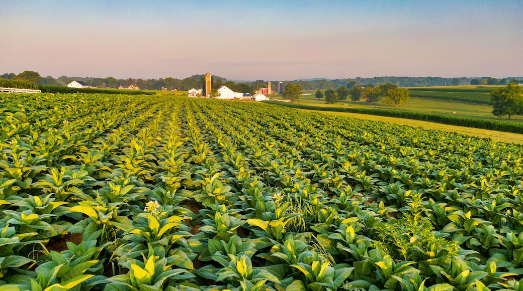 Tobacco plantation in America,