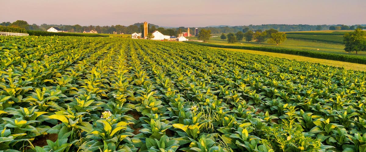 Tobacco plantation in America,