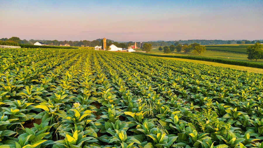 Tobacco plantation in America,