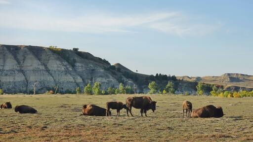 View of wild bisons in the Theodore Roosevelt National Park in badlands in North Dakota, United States