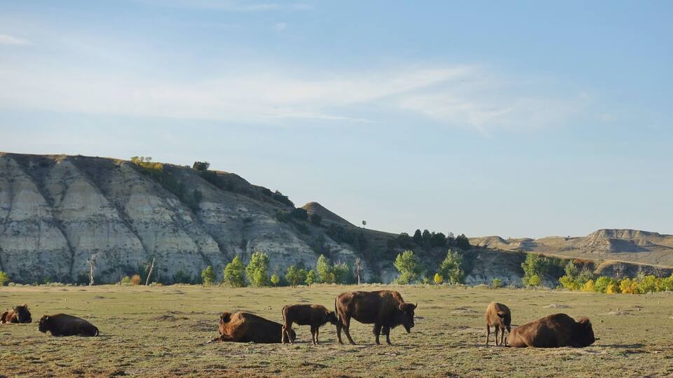 A herd of cattle grazing in a field with a rocky hillside in the background.