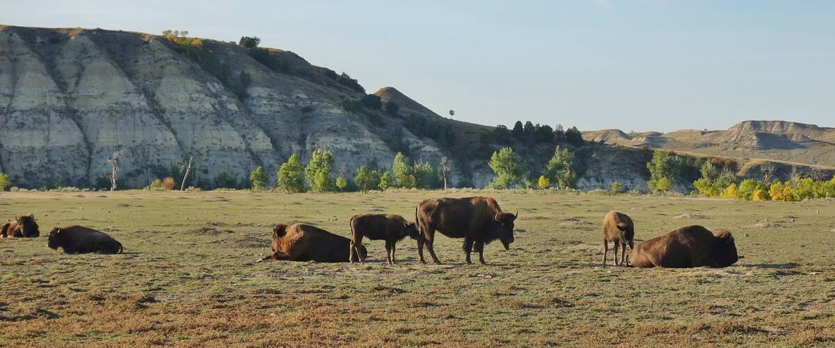 View of wild bisons in the Theodore Roosevelt National Park in badlands in North Dakota, United States