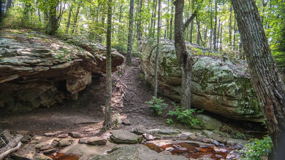A forested area with a rocky stream and a narrow path.
