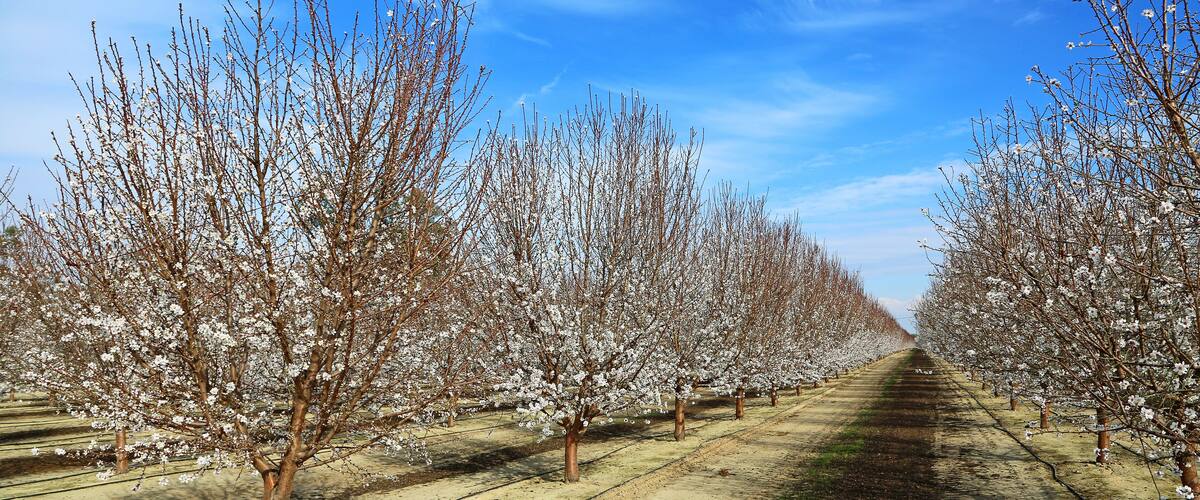 Plum tree alley - California