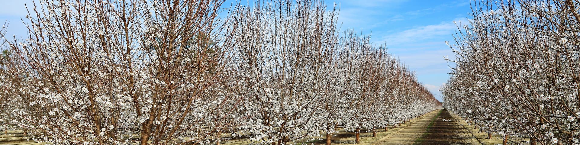 Plum tree alley - California