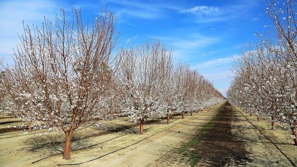 A tree-lined orchard with a dirt path.