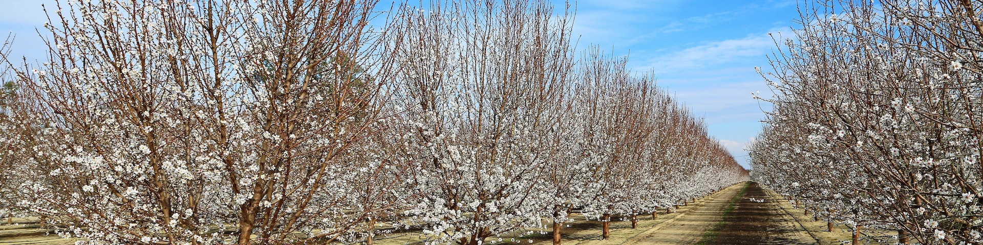 Plum tree alley - California