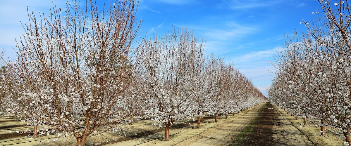 Plum tree alley - California