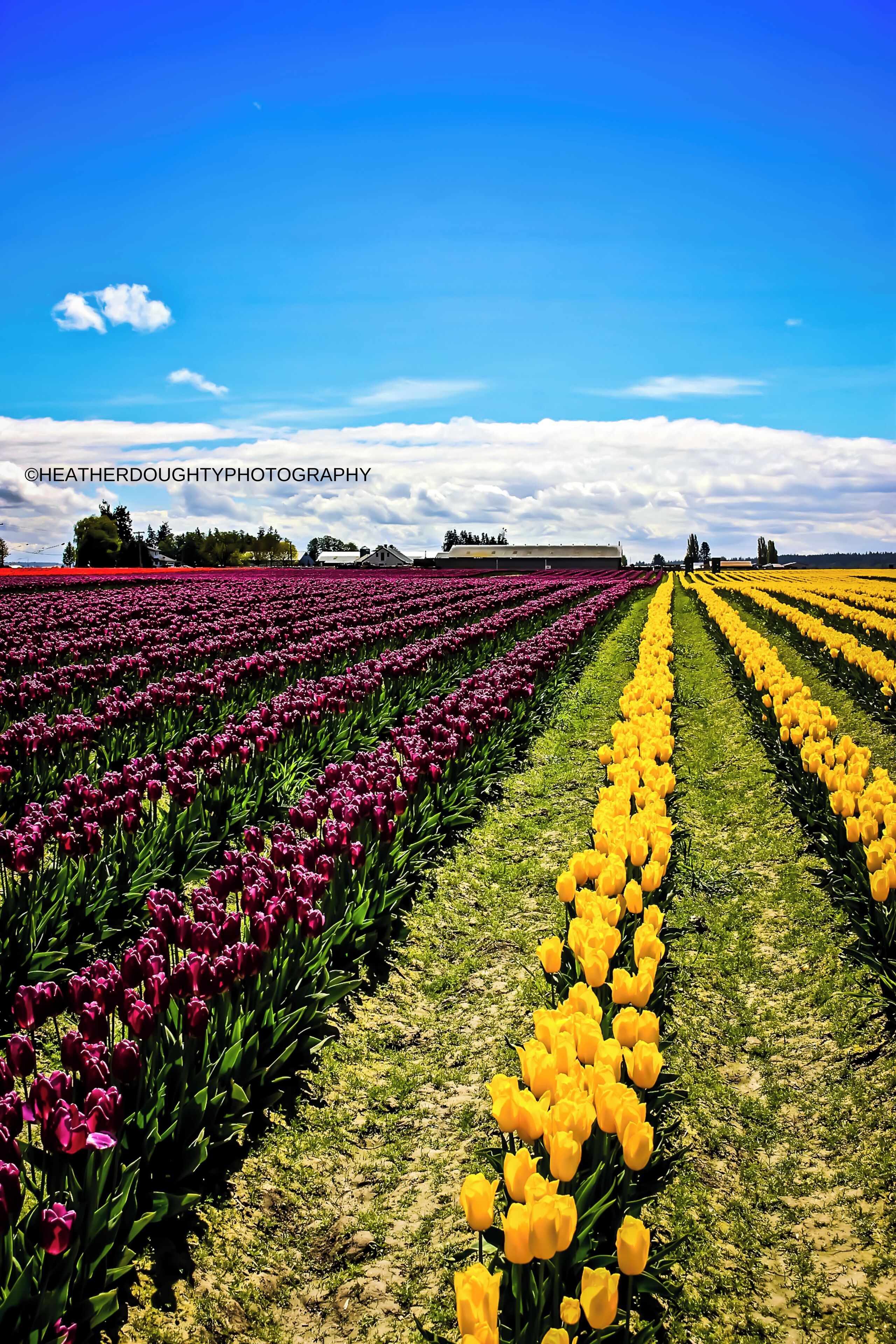 A tulip field with rows of purple and yellow flowers under a blue sky.