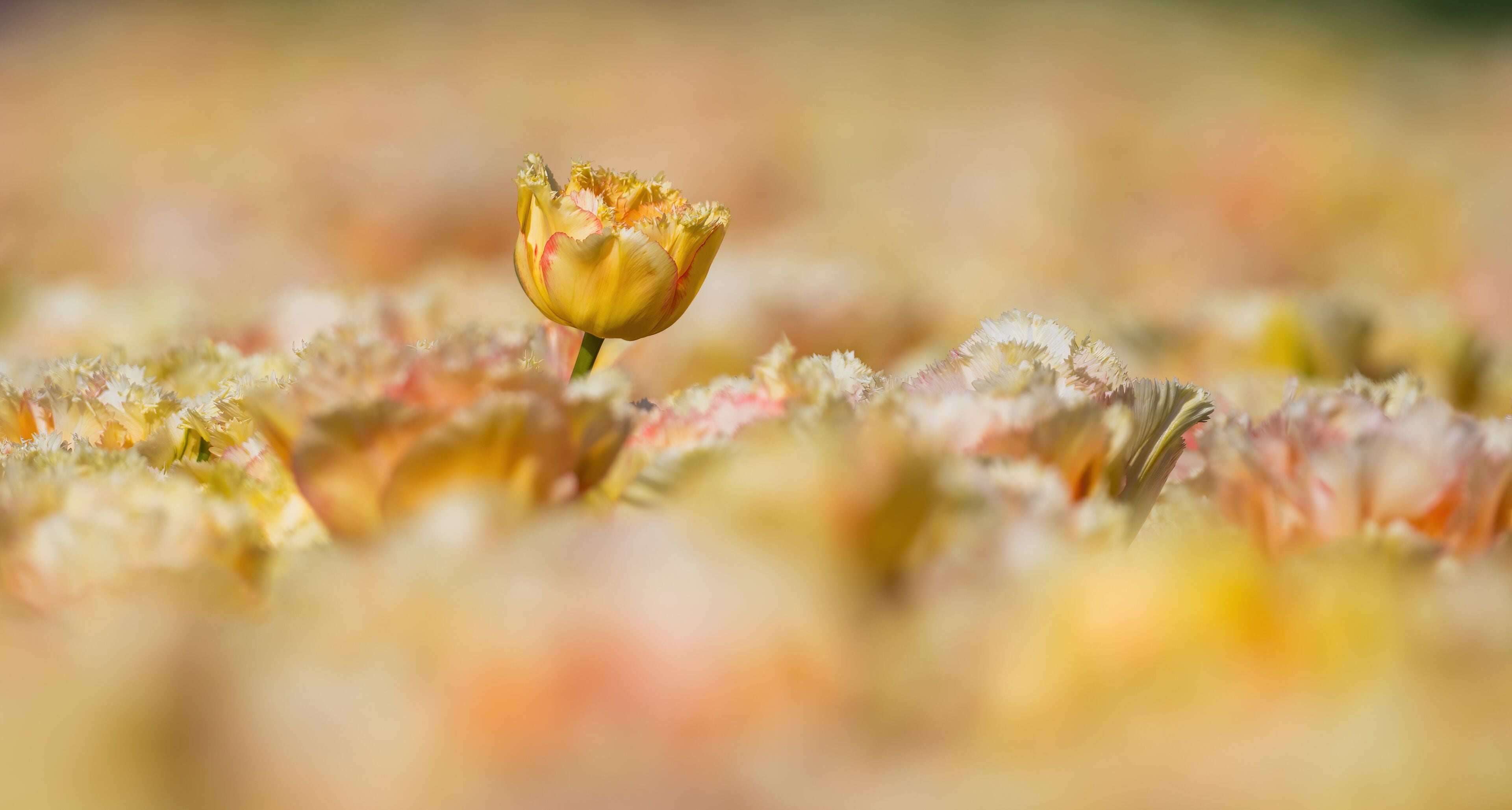 A single tulip bud amidst a field of tulips.
