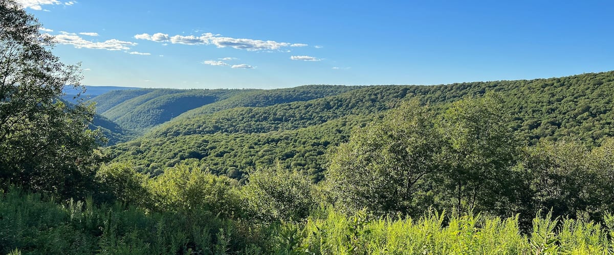 A lush green valley with dense forest and rolling hills under a clear blue sky.