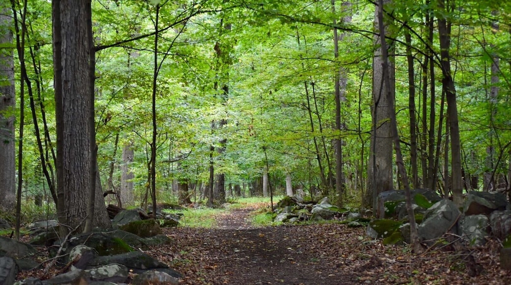 Wooded trail off of Overlook road. Unmarked, unmaintained but a peaceful area to walk. Use caution in the boulder area due to drop offs.
