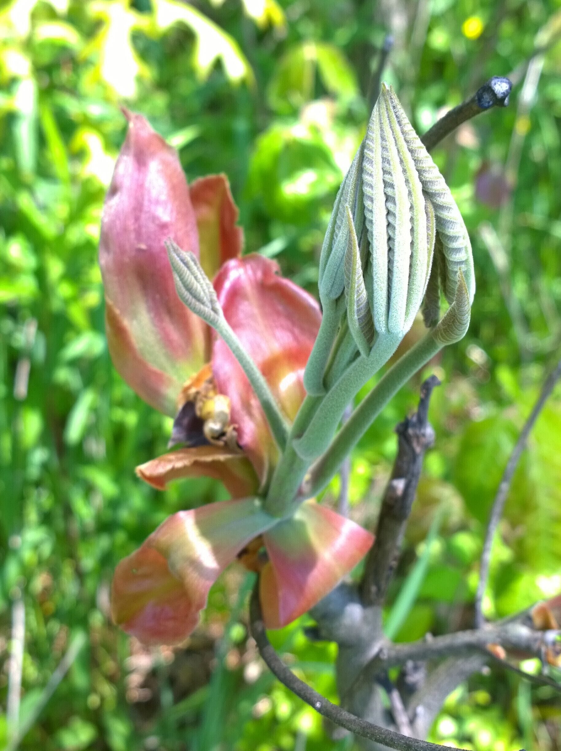 Newly emerging Ohio Buckeye (aesculus glabra) leaves along the trail at Little Darby State Scenic River Preserve.