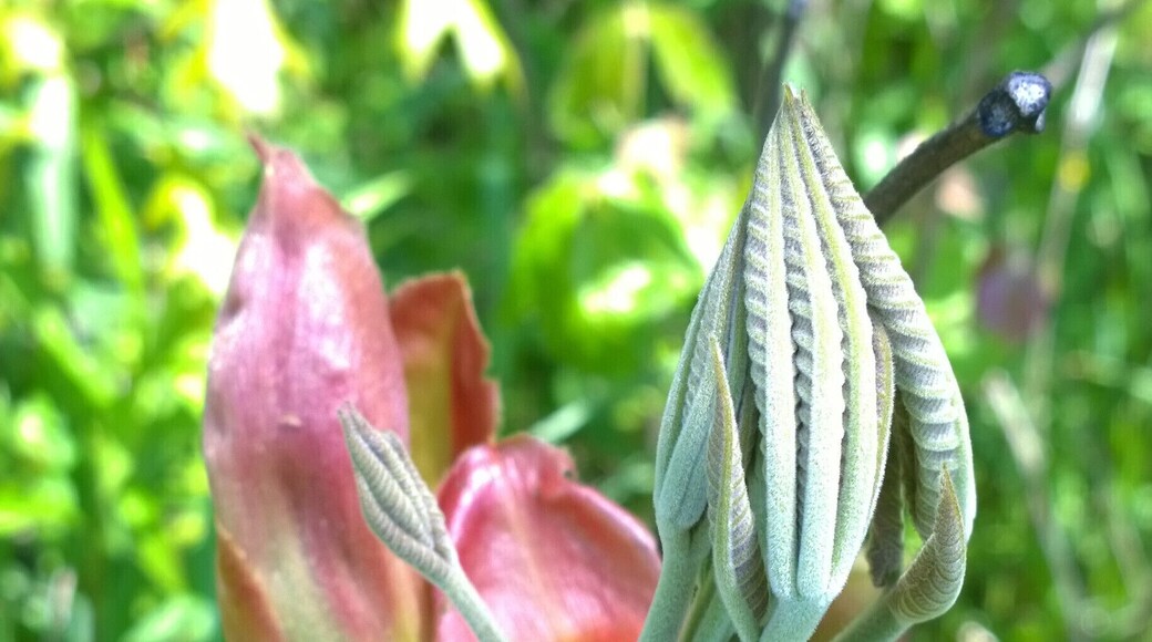 Newly emerging Ohio Buckeye (aesculus glabra) leaves along the trail at Little Darby State Scenic River Preserve.