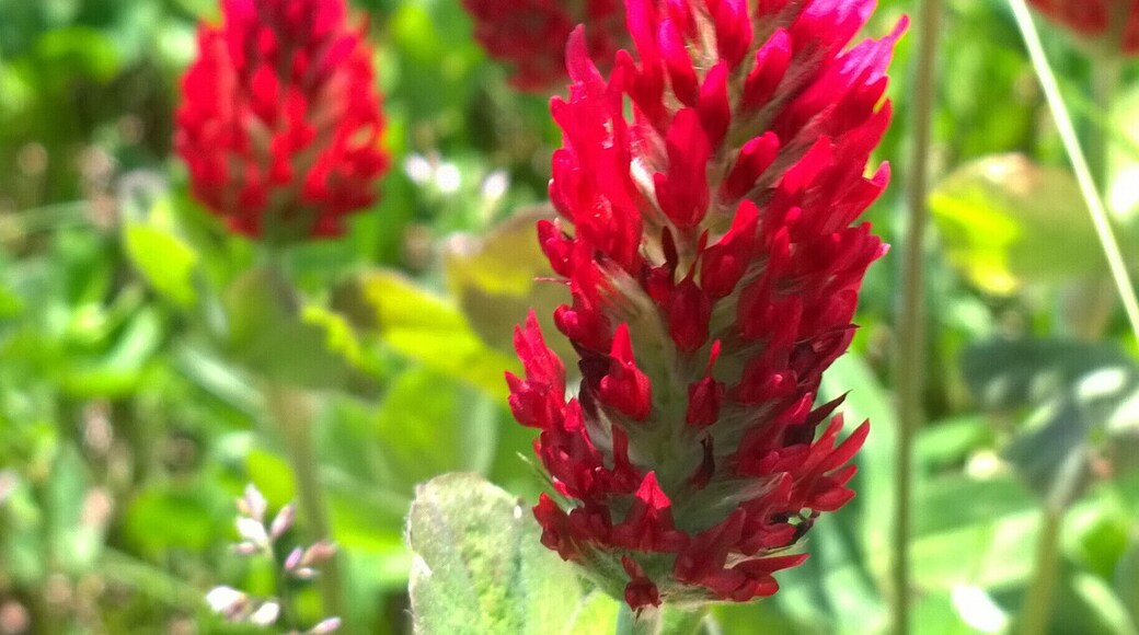 The blood red blooms of crimson clover (Trifolium incarnatum) along the trail at Little Darby State Scenic River Preserve.
