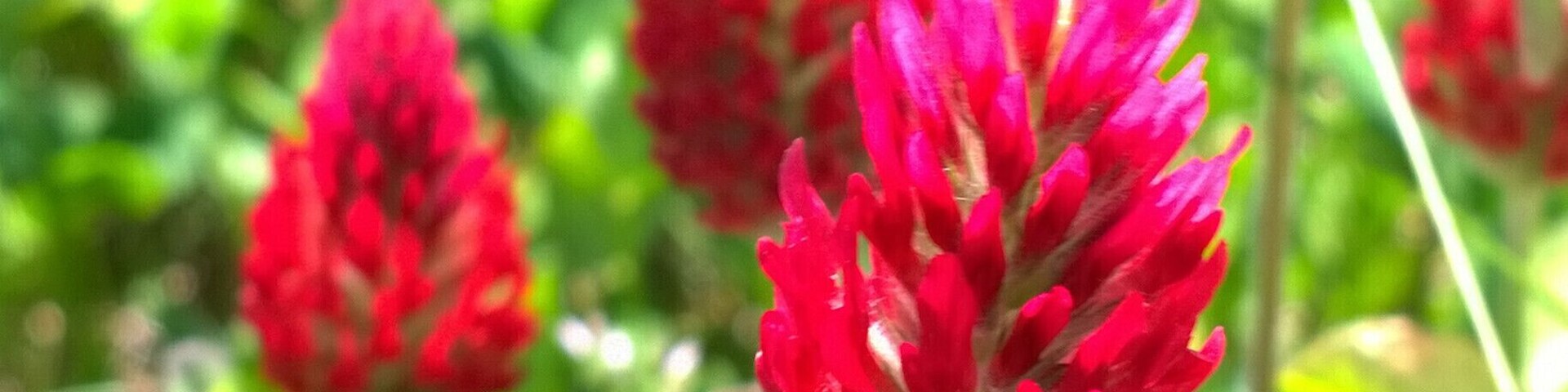 The blood red blooms of crimson clover (Trifolium incarnatum) along the trail at Little Darby State Scenic River Preserve.