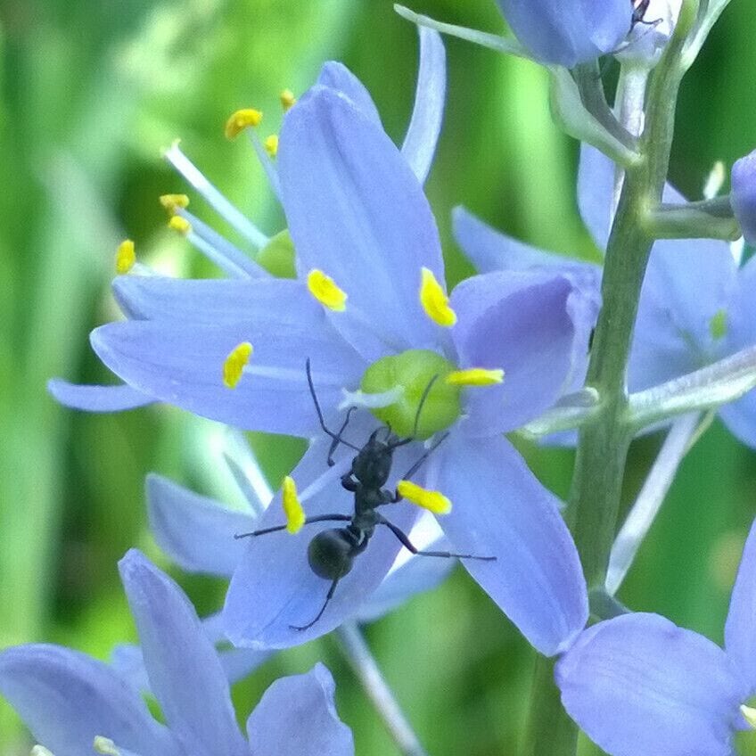 An ant sipping on some nectar from the #blue bloom of wild hyacinth (Camassia scilloides) along the trail at Little Darby State Scenic River Preserve.