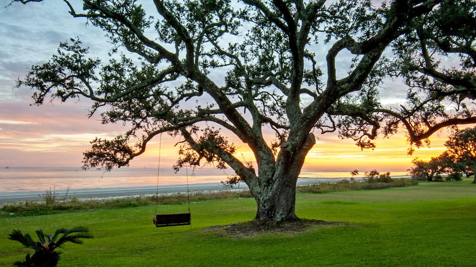 A large tree with a swing, a grassy field, and a sunset over the ocean.