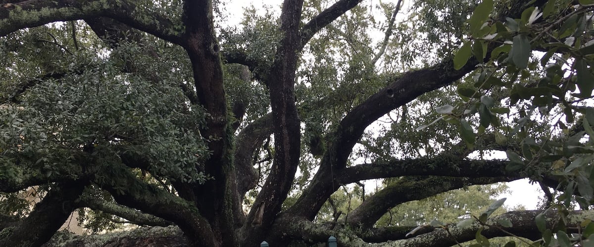 Friendship tree