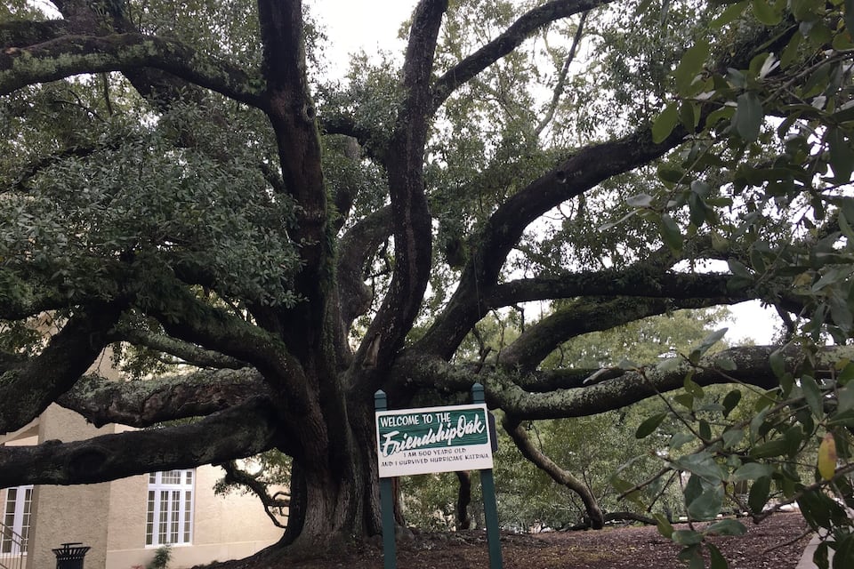A large tree with a sign that reads "Welcome to the Friendship Oak. I am 50 years old and I survived Hurricane Katrina."